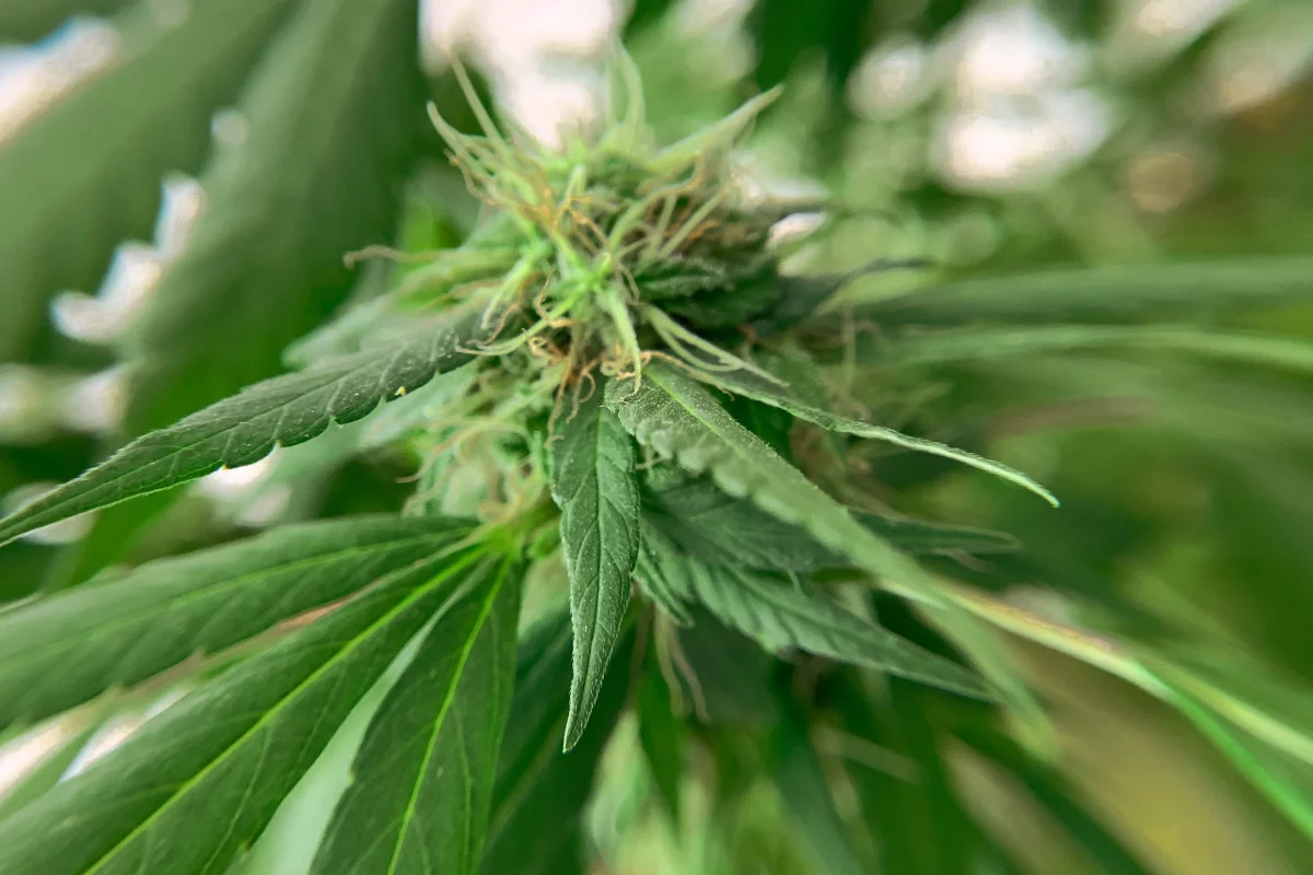 Foto: Sergio F Cara (NotiPress)