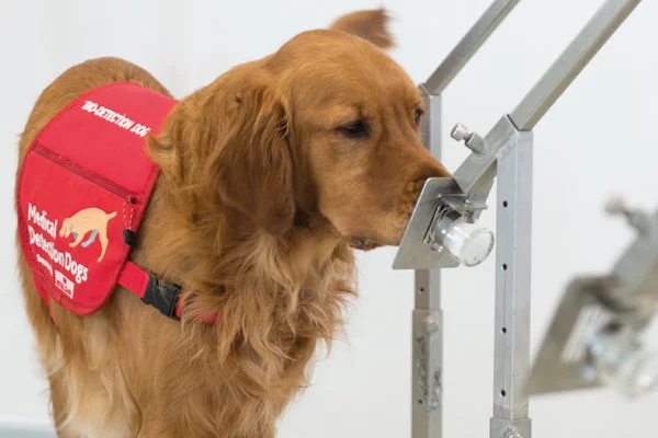 Foto: Medical Detection Dogs