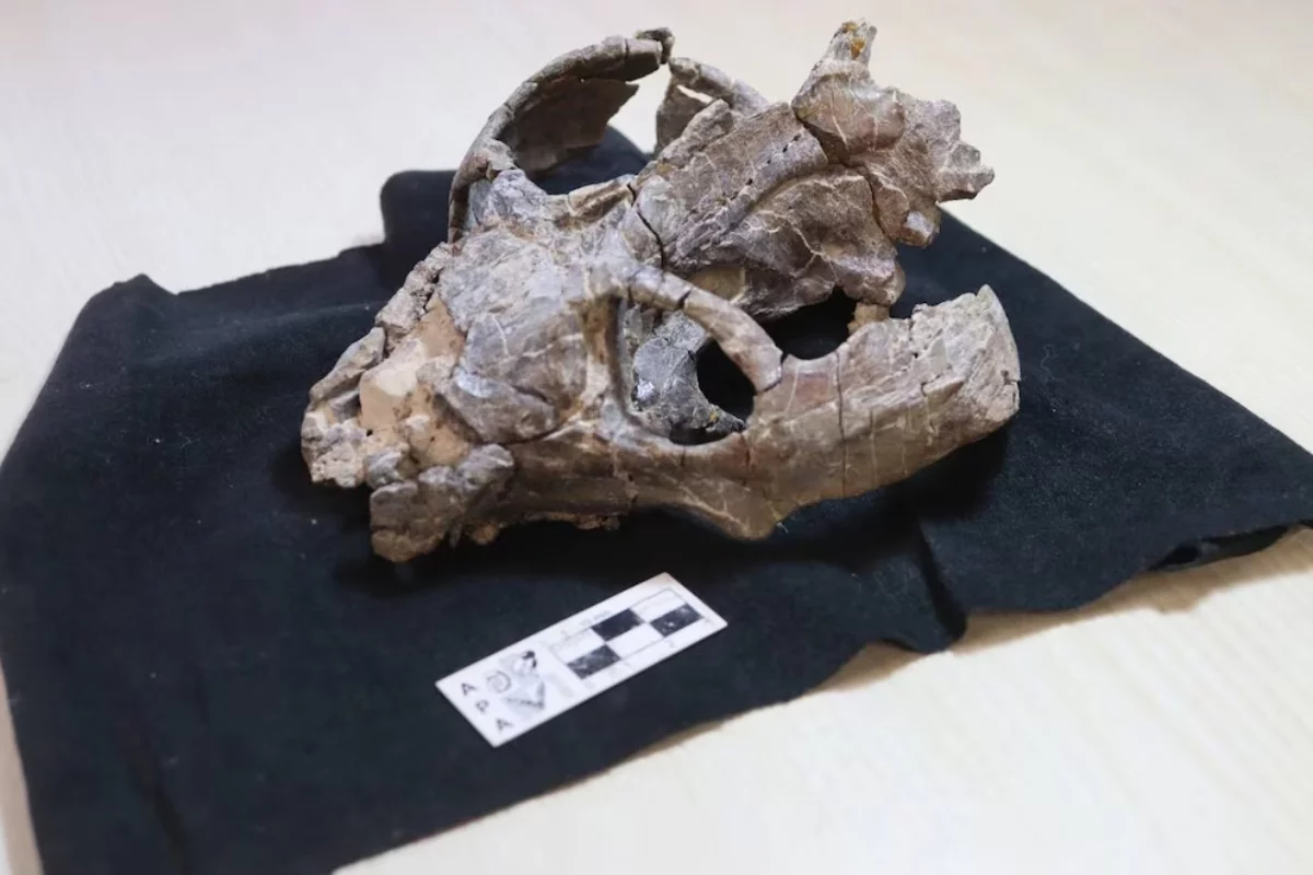 Foto: Laboratorio de Paleontología de Vertebrados de la UBA