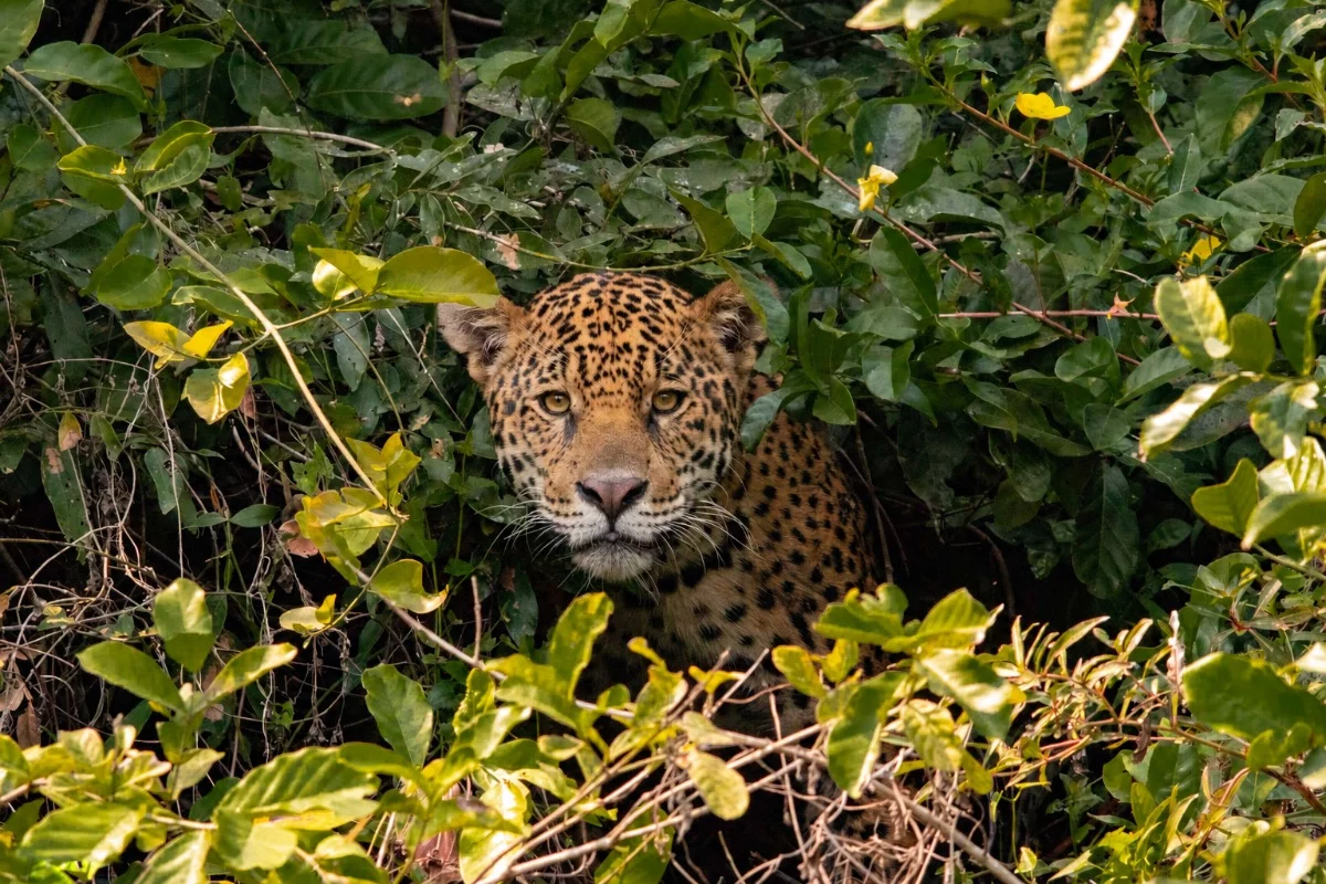 Foto: Greenpeace Colombia
