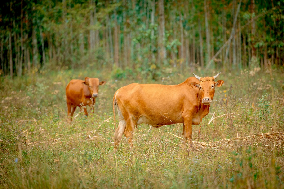 Vacas pastando en los Campos de la Bahía de Homa, Kenia. Fuente: Pexels