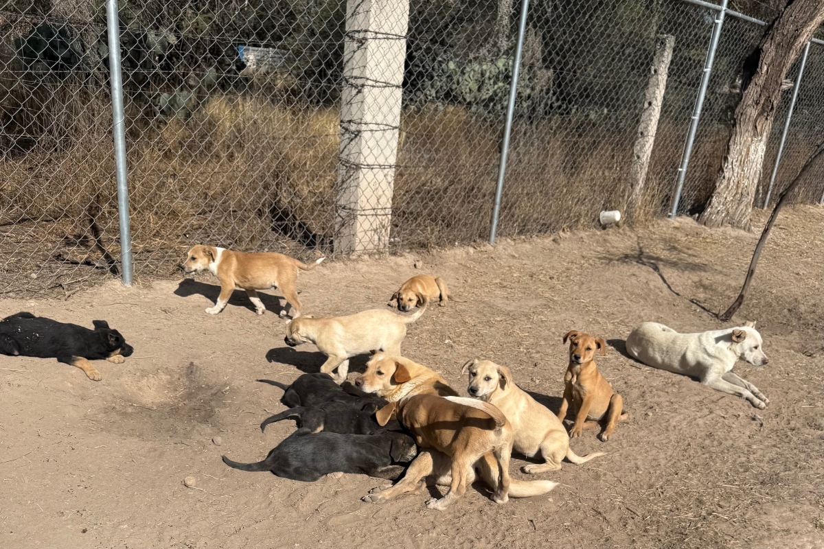 Fuente: Leopoldo Rivera Hernandez/GoFundMe