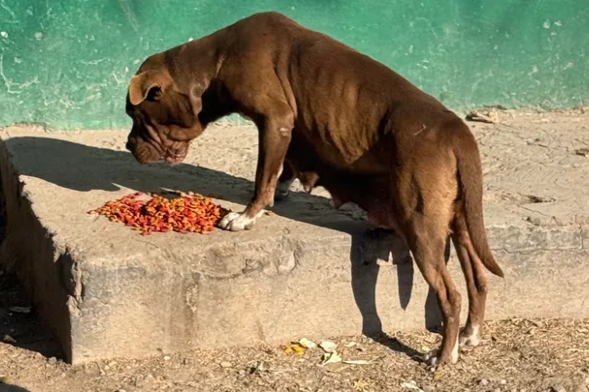 Fuente: Leopoldo Rivera Hernandez/GoFundMe