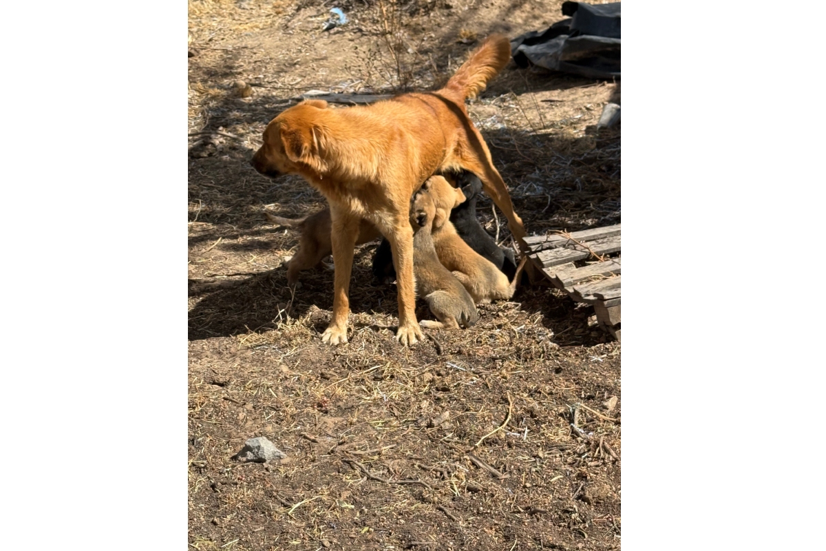 Fuente: Leopoldo Rivera Hernandez/GoFundMe