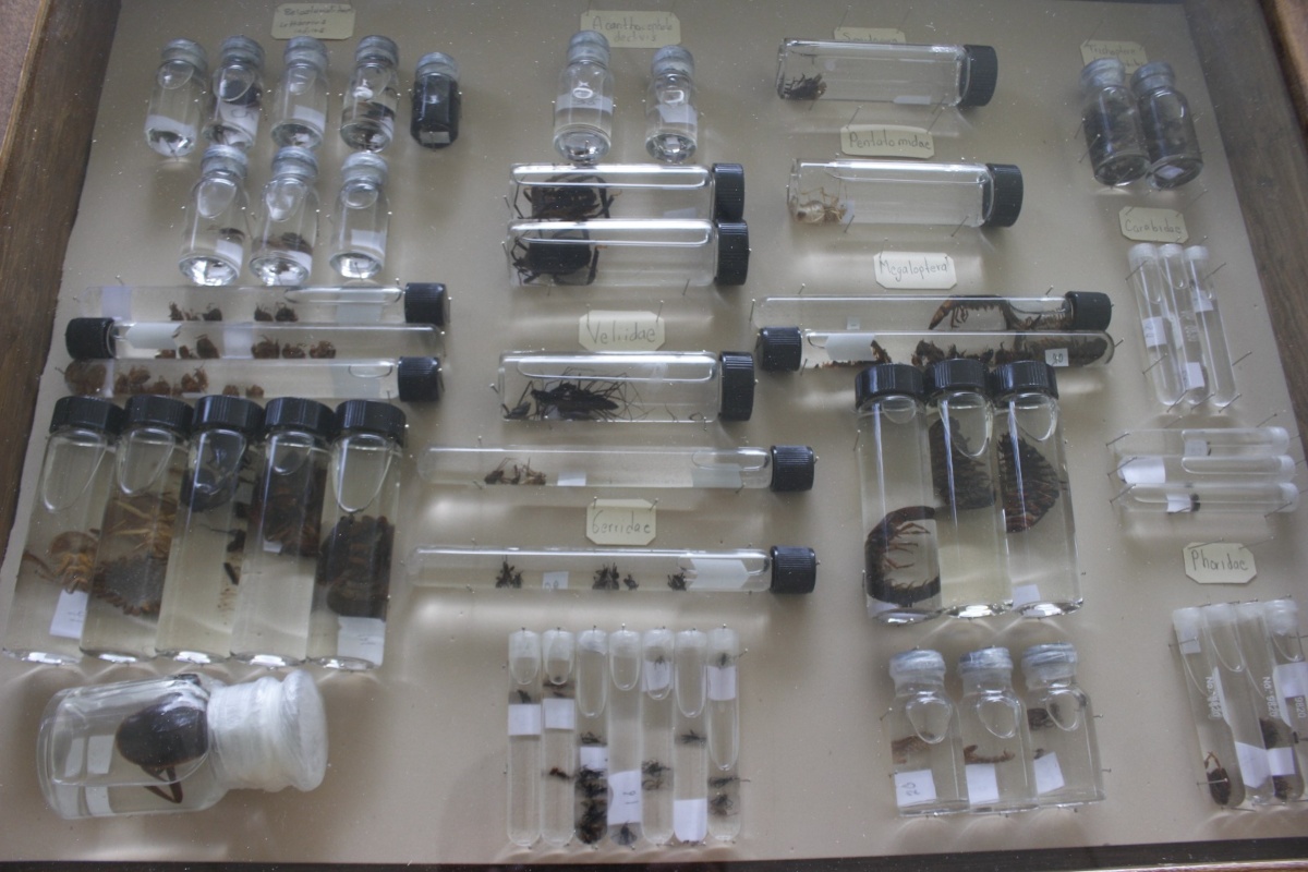 EdoMéx pone a disposición de investigadores y estudiantes colección de organismos acuáticos para fomentar la conservación de biodiversidad
