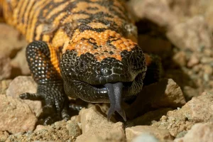 San Diego Zoo Wildlife Explorers