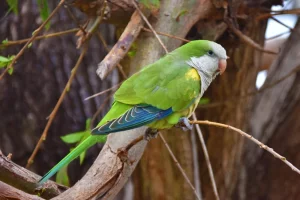 Life is strange2 (Wiki Commons: CC BY-SA 4.0)