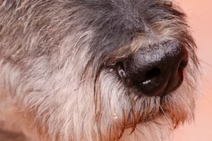 Sergio F Cara (NotiPress)