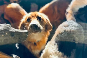 The Thriving Dog Mexico