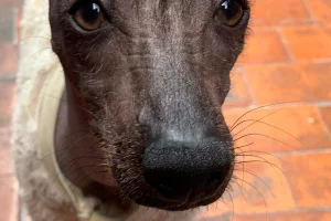 Sergio F Cara (NotiPress)