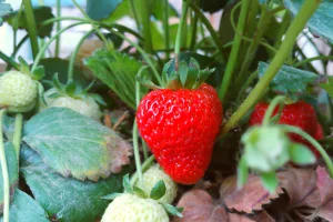 Axel Olivares (NotiPress)