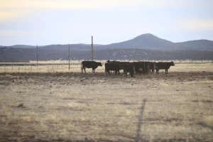 Sergio F Cara (NotiPress)