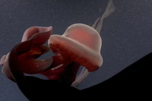 Monterey Bay Aquarium Research Institute