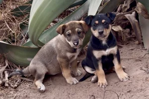 Fuente: Leopoldo Rivera Hernandez/GoFundMe