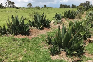 Gobierno Estado de México