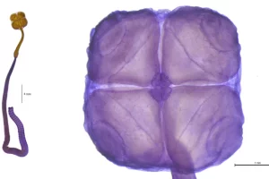 Instagram: Conicet de Mar Del Plata