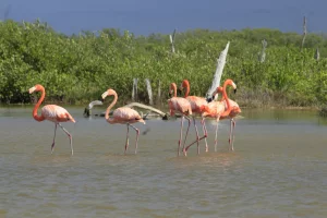 Cortesía de Fundación Pedro y Elena Hernández