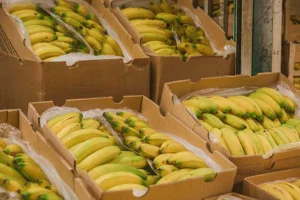 Ministerio de Agricultura