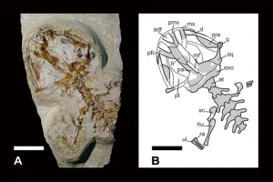 Palaeontologia Electronica