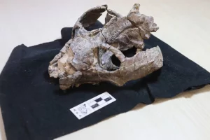 Laboratorio de Paleontología de Vertebrados de la UBA 