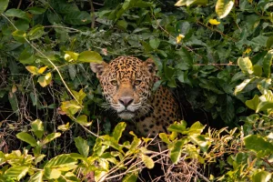 Greenpeace Colombia